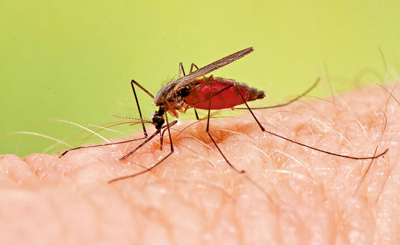 外遊熱帶地區 做足預防瘧疾措施