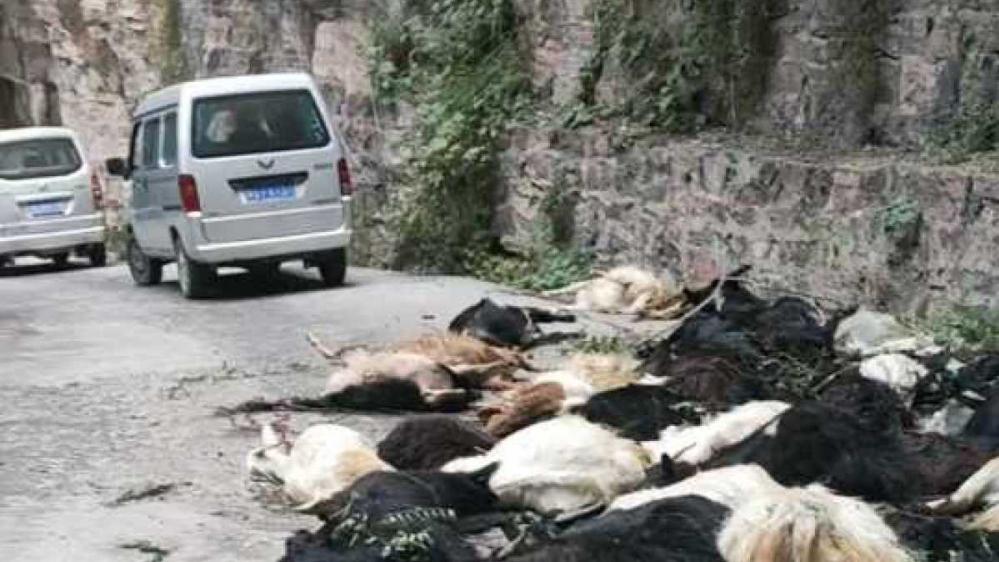 河南近百隻山羊「集體自殺」。(互聯網)