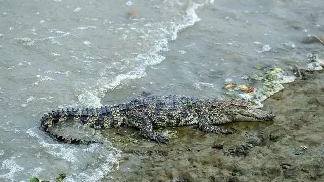 上海黃浦江邊的暹羅鱷被捕。(互聯網)