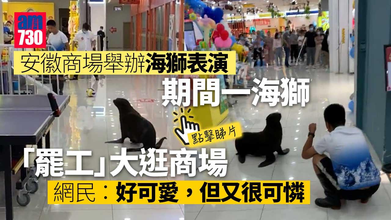 海獅表演途中「罷工」大逛商場 顧客尖叫奔逃(有片)