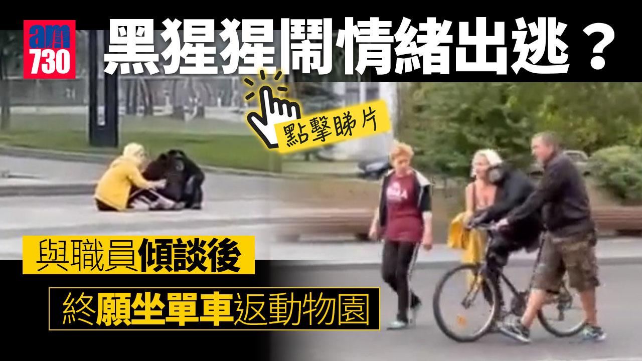 黑猩猩鬧情緒出逃？　傾談後坐單車返動物園(有片)