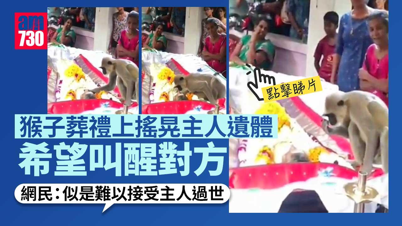 動物有情｜主人葬禮上　猴子搖晃屍身希望叫醒他(有片)