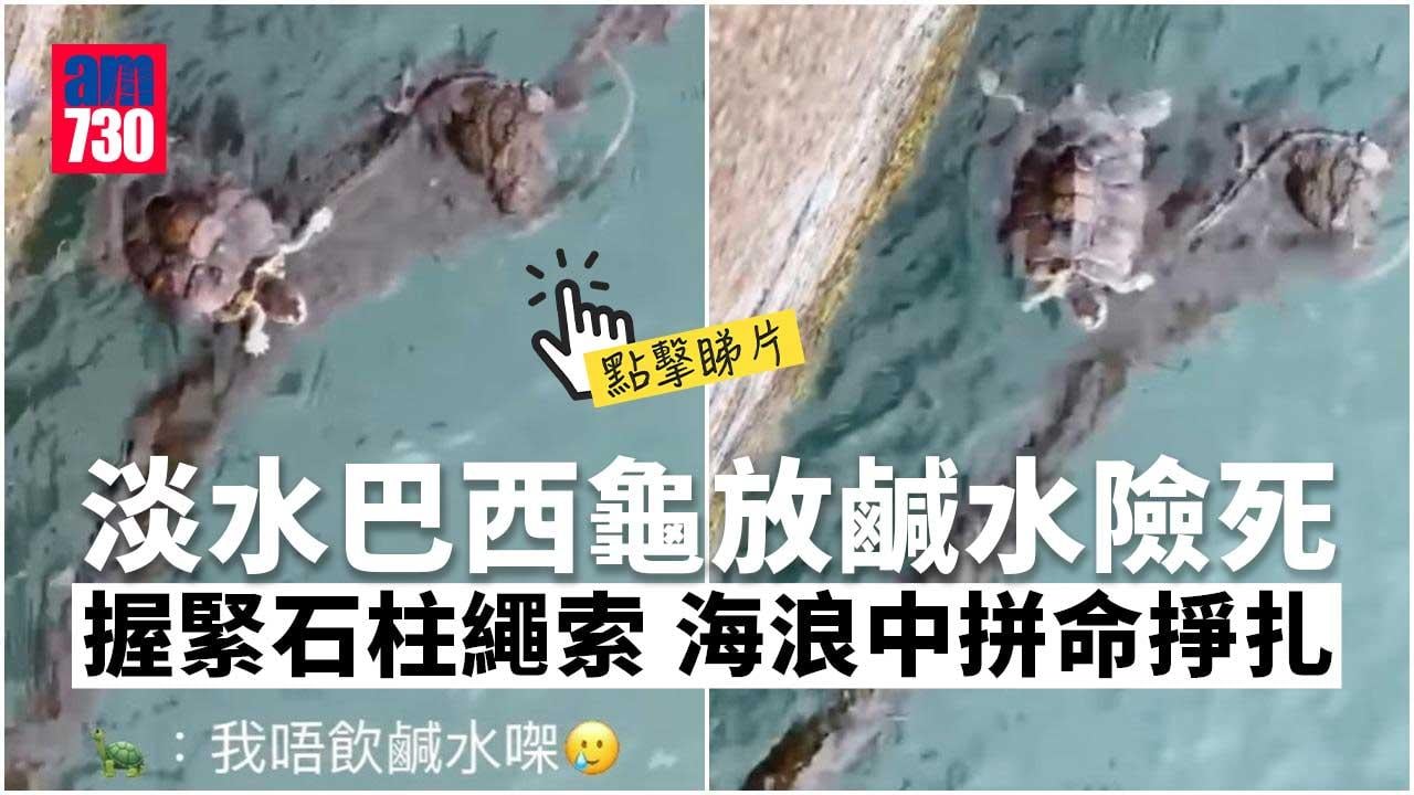 有片｜淡水巴西龜放鹹水險死　愛協籲勿亂「放生」