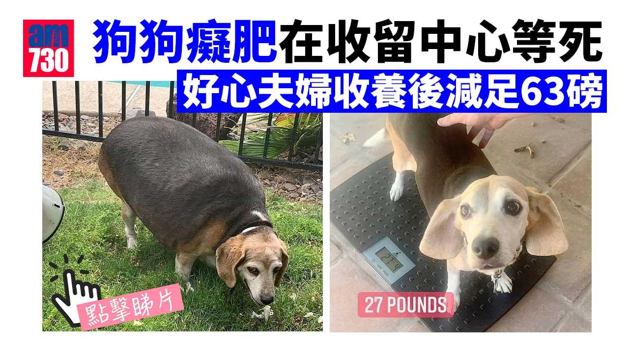 狗狗癡肥90磅等死 好心人收養3年後減掉63磅重生(有片)