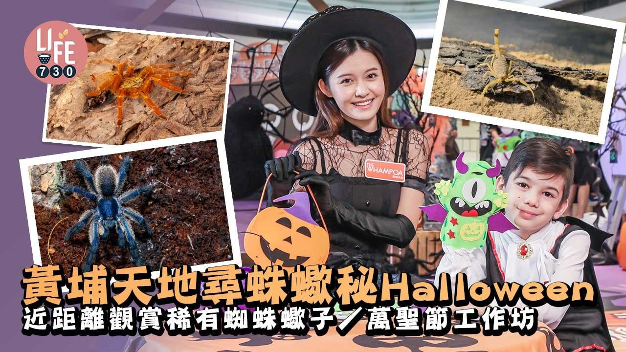 萬聖節2022｜黃埔天地尋蛛蠍秘Halloween 近距離觀賞稀有蜘蛛蠍子+萬聖節工作坊