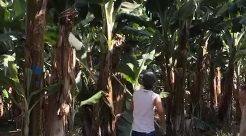 日男在澳洲香蕉園工作，表示薪酬待遇比日本好。(互聯網)