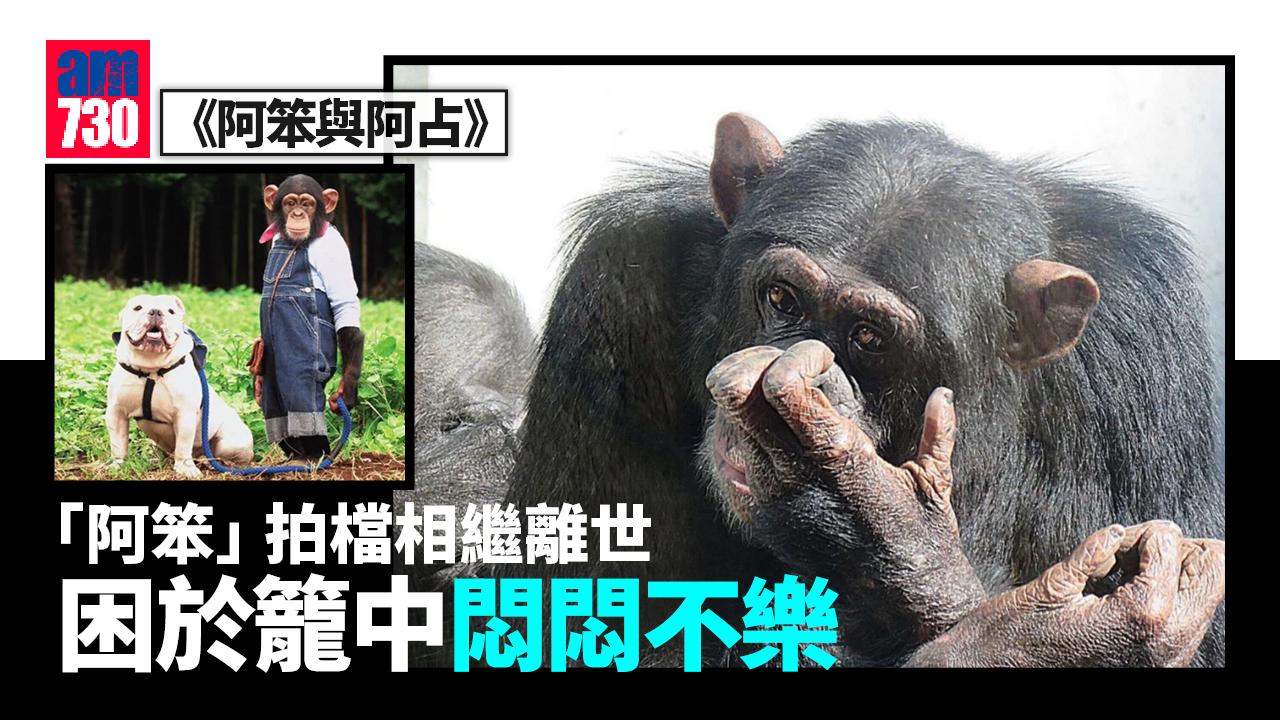 《阿笨與阿占》猩猩「阿笨」拍檔相繼離開 當年被提早退休下半生困於籠中