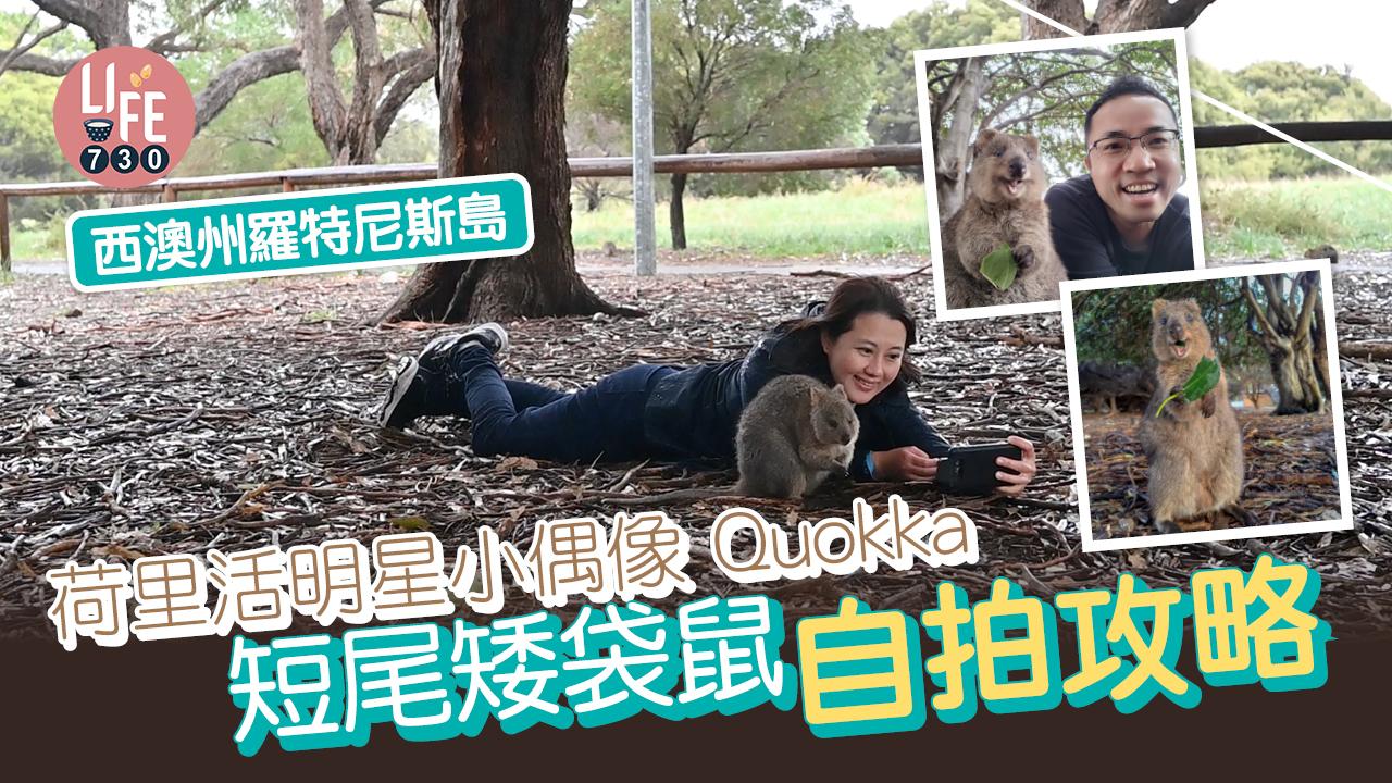 荷里活明星小偶像 Quokka 短尾矮袋鼠自拍攻略