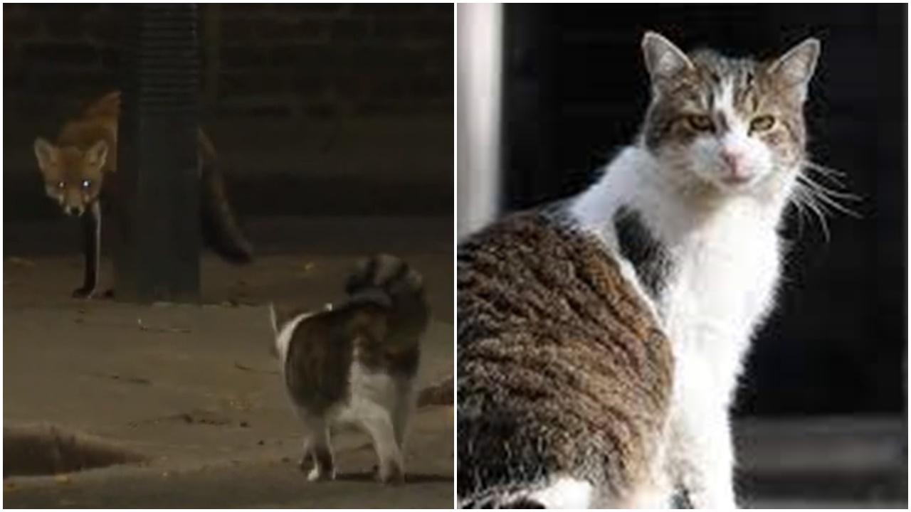 英首席捕鼠大臣拉里英勇趕退狐狸。(Twitter)