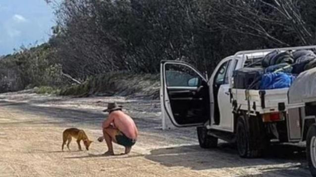 澳洲遊客隨手餵野狗被罰1.8萬元，原來牠是頂級掠食者。(Twitter)