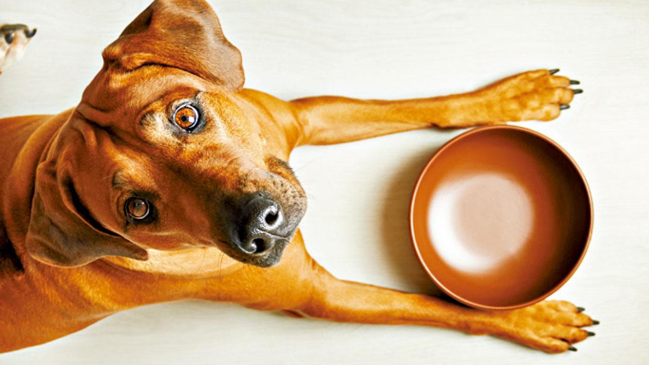 讓孩子與寵物覓食