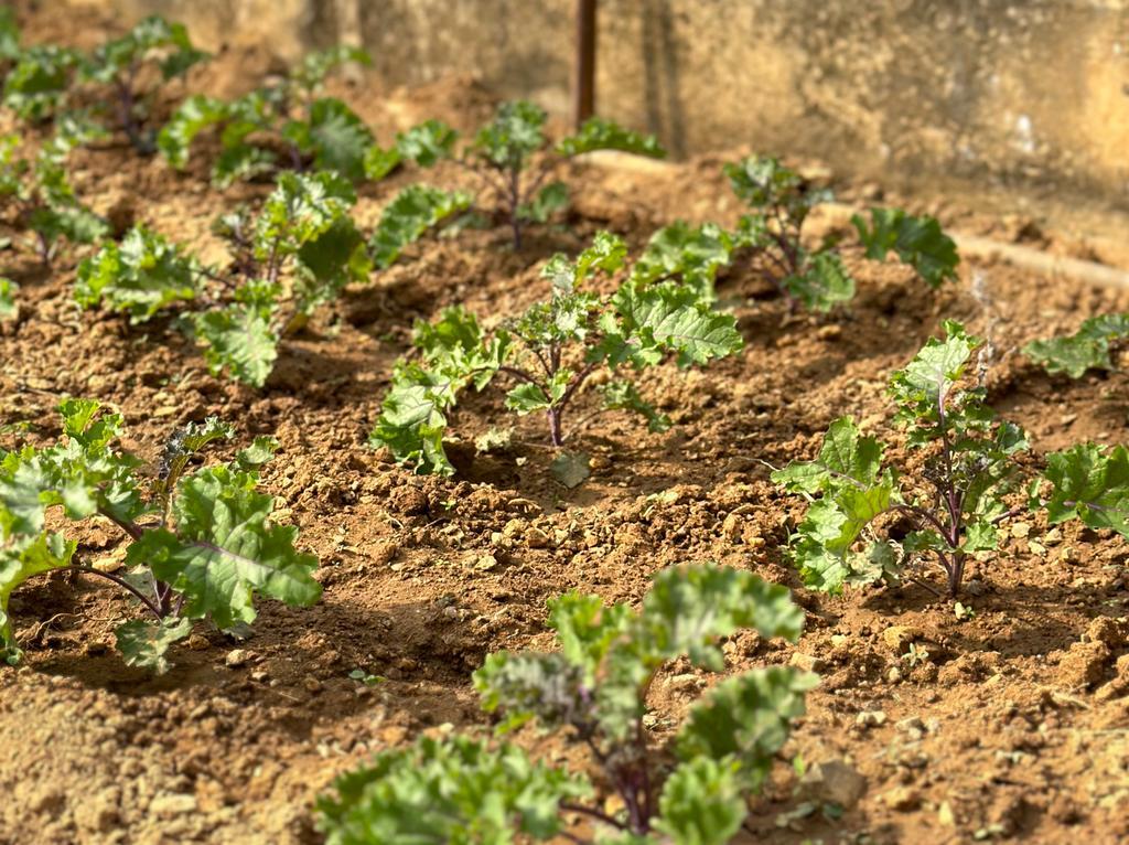 有機農莊令人了解自然種植。