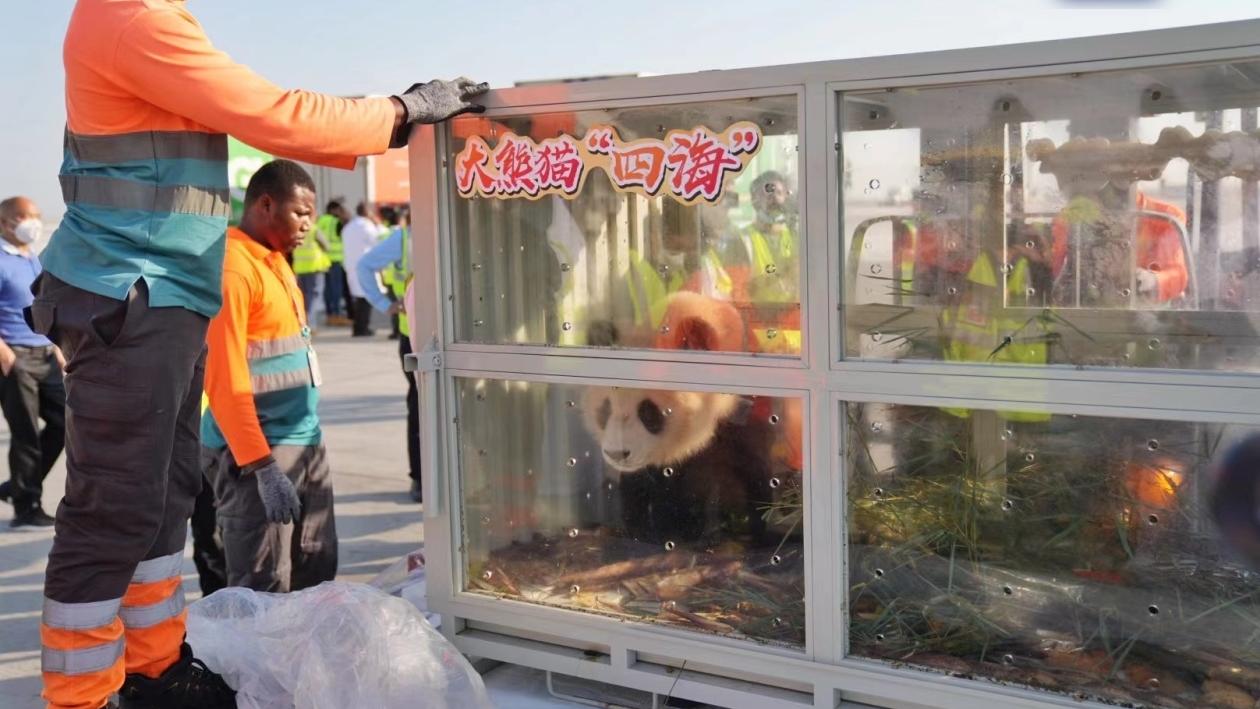 大熊貓京京和四海抵達卡塔爾。(互聯網)