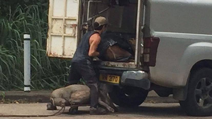 網上熱話｜大埔疑有野豬遭非法獵殺運走　食環署開腔回應