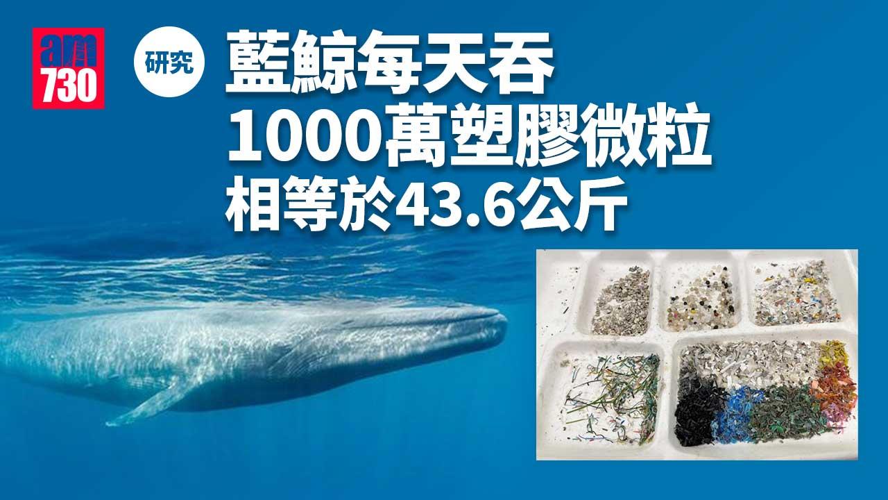 塑膠垃圾｜海洋塑膠微粒為禍 研究：藍鯨每天吞下43.6公斤 座頭鯨攝入17.2公斤