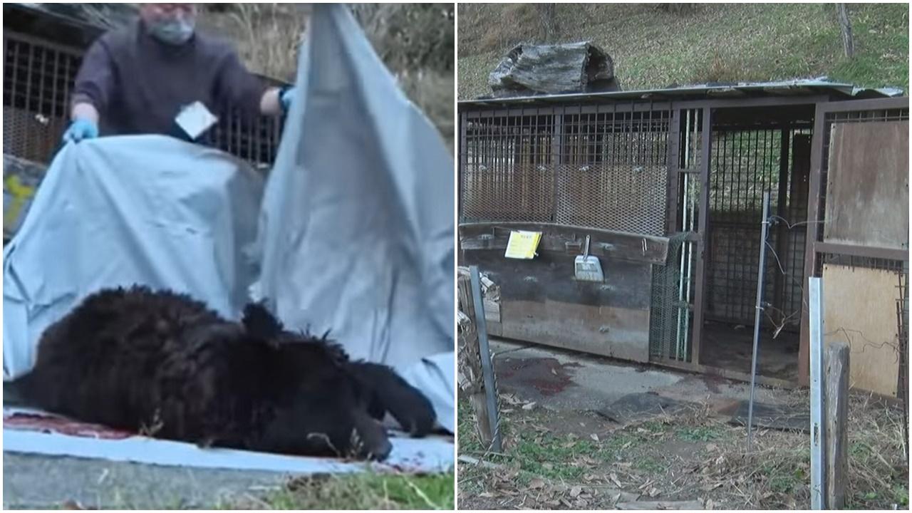 日本七旬翁遭飼養逾20年寵物熊襲擊致死，熊人最終被擊斃。(YouTube)