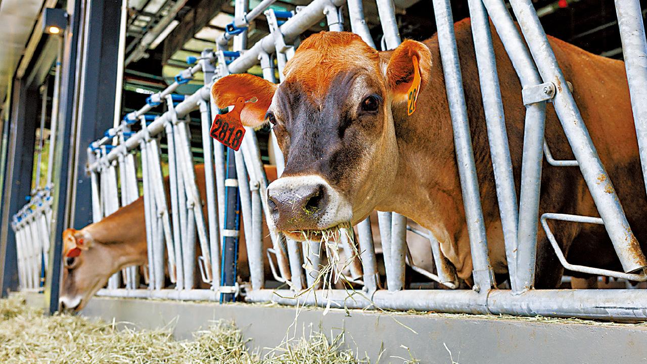 城市大學農場開幕 24乳牛進駐 港產牛奶明年校內供應