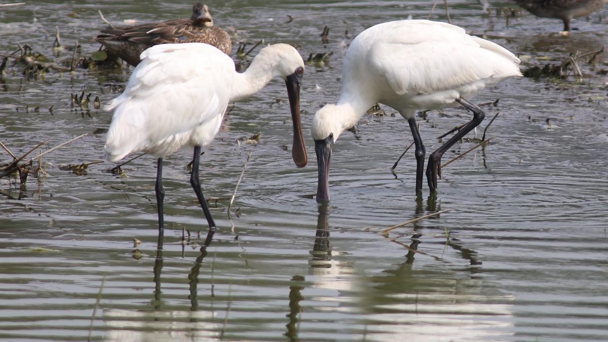 米埔自然護理區有黑臉琵鷺屍體，懷疑對H5禽流感病毒初步測試呈陽性。(資料圖片)