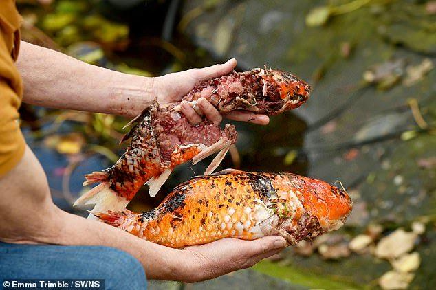 扯爛鐵絲網跳入池塘 5日殺逾百條錦鯉 誰是兇手？