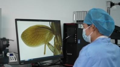 內地發現新蟑螂物種。(互聯網)