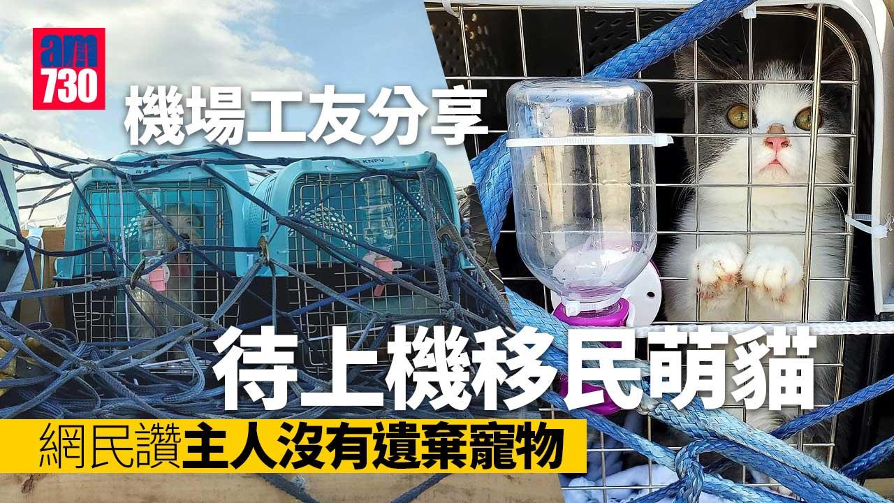 移民潮｜機場工友分享待上機萌貓　眼利網民：無晒水喎！