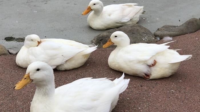 日本一個動物園爆發禽流感，園內57隻禽鳥要人道毀滅。(Twitter圖片)