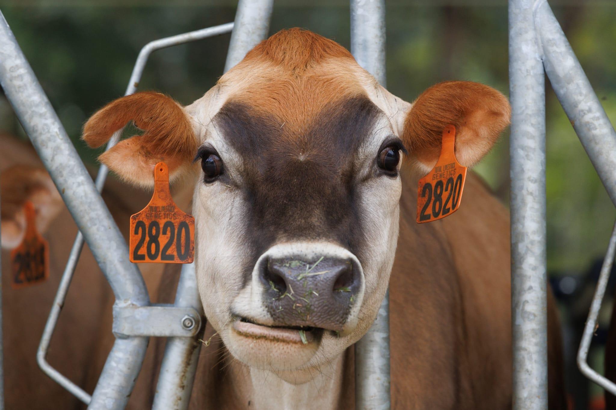 城大農場今開幕　獸醫系學生學照顧乳牛生產牛奶