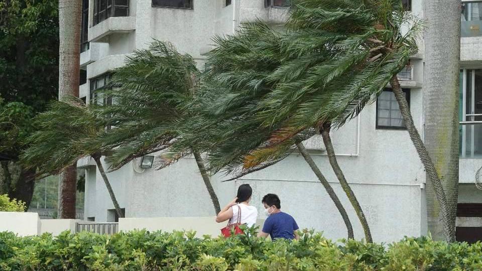 尼格風球︱柴灣及筲箕灣1小時內3宗塌樹　壓毀5車幸無人傷