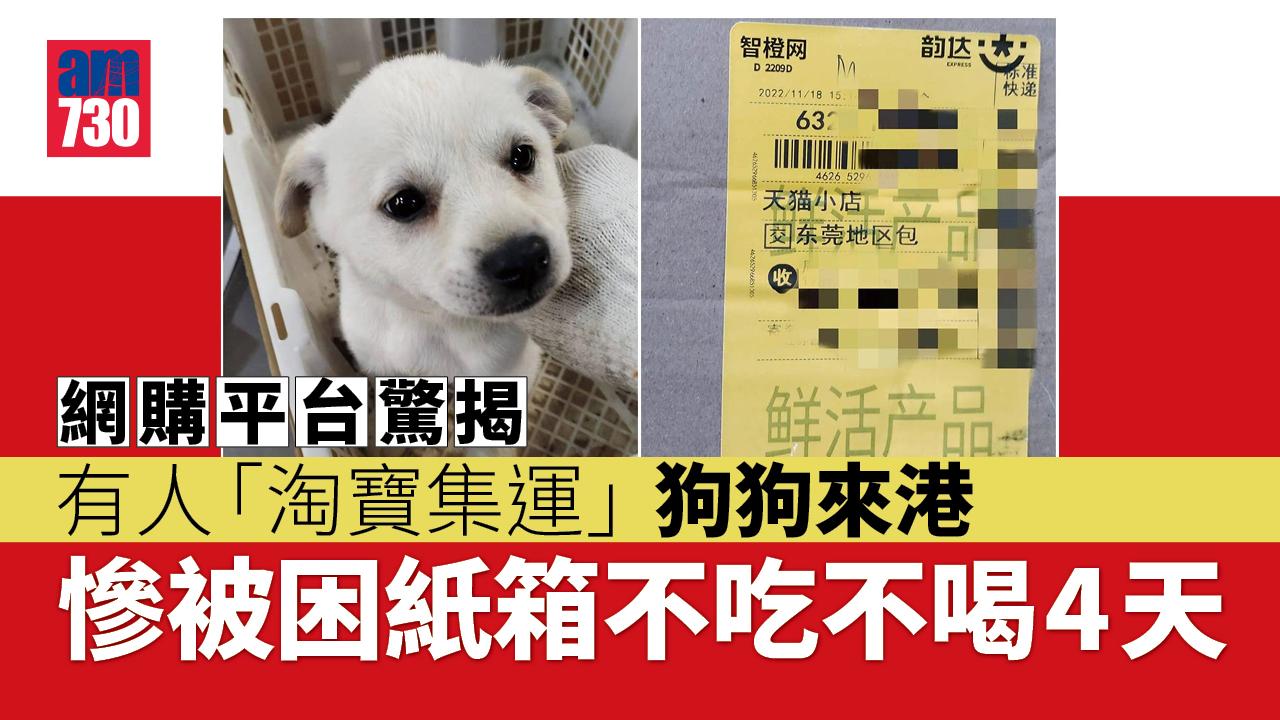 網上熱話｜網購平台驚揭有人「淘寶集運」狗狗來港　網民怒批：係咪癲㗎