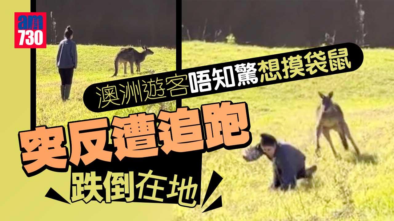 澳洲遊客想摸袋鼠 反遭追跑跌倒在地