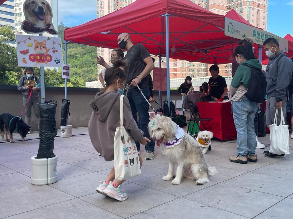保護動物團體︰港人移民棄養狗隻增近三倍。(郭曉欣攝)
