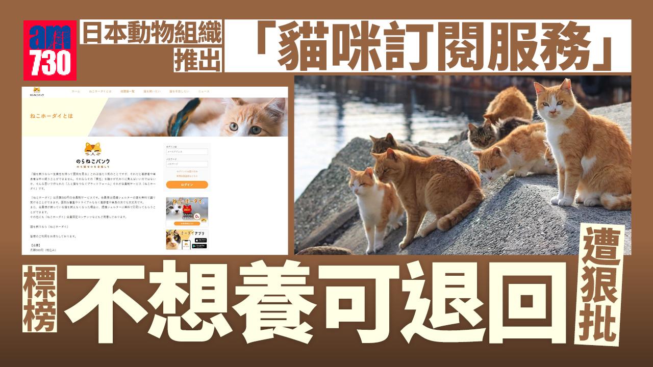 日本流浪貓銀行推貓咪訂閱 不想養可退回 網民狠批：動物不是出租品