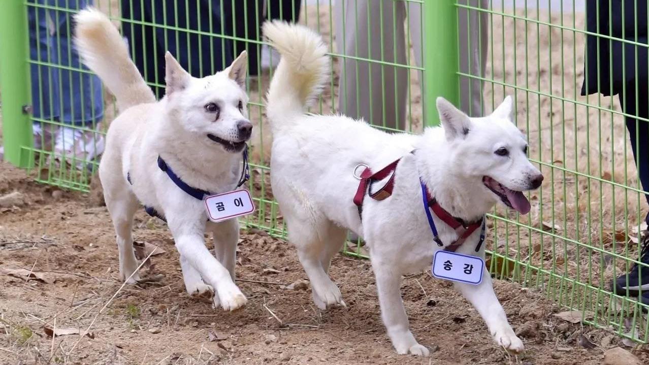 北韓所贈2豐山犬被安置於南韓光州動物園。(Twitter)