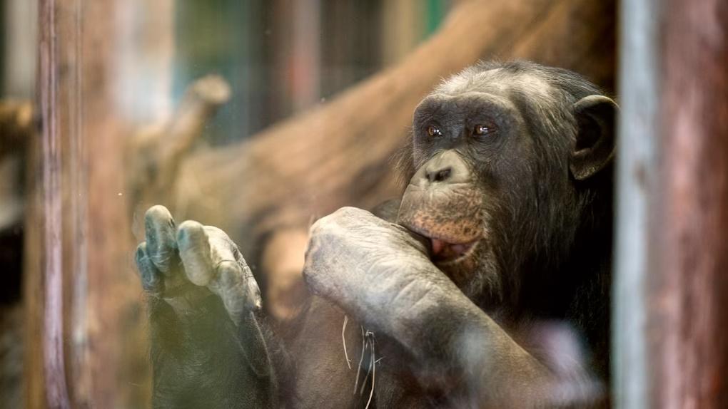 瑞典動物園5黑猩猩逃走，因危害公眾4隻被射殺。(Twitter)