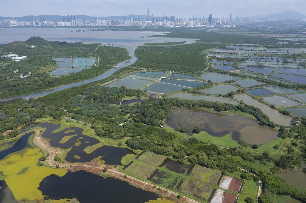 禽流感｜濕地公園黑臉琵鷺屍體 證實帶H5N1病毒