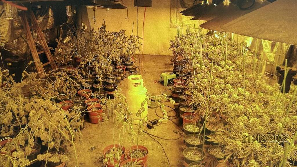 警方搗破上水大麻種植場　揭港男聘越南農夫種1400萬元大麻