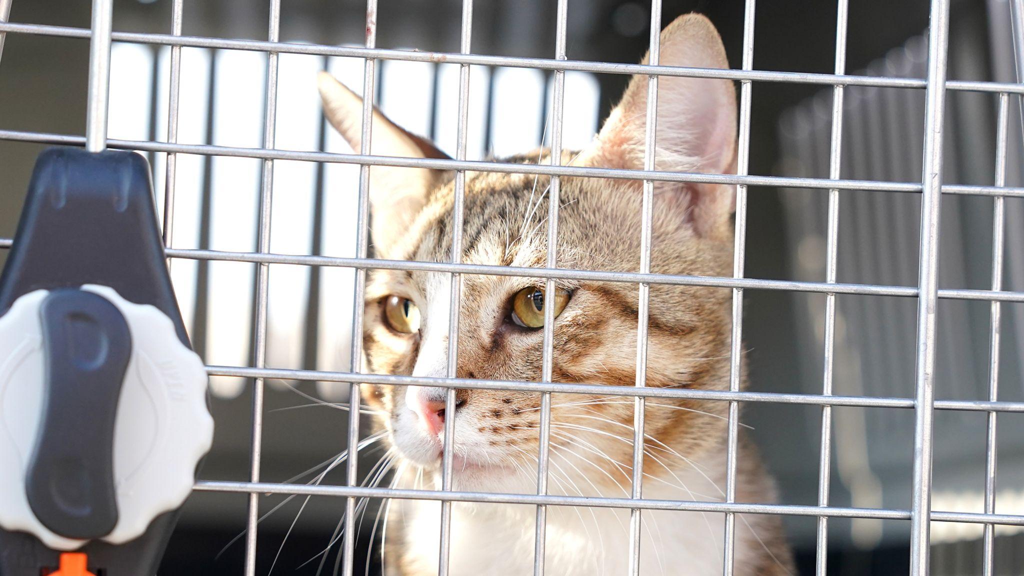 英軍收養的流浪貓，目前仍未知由誰負責飼養。(網上圖片)