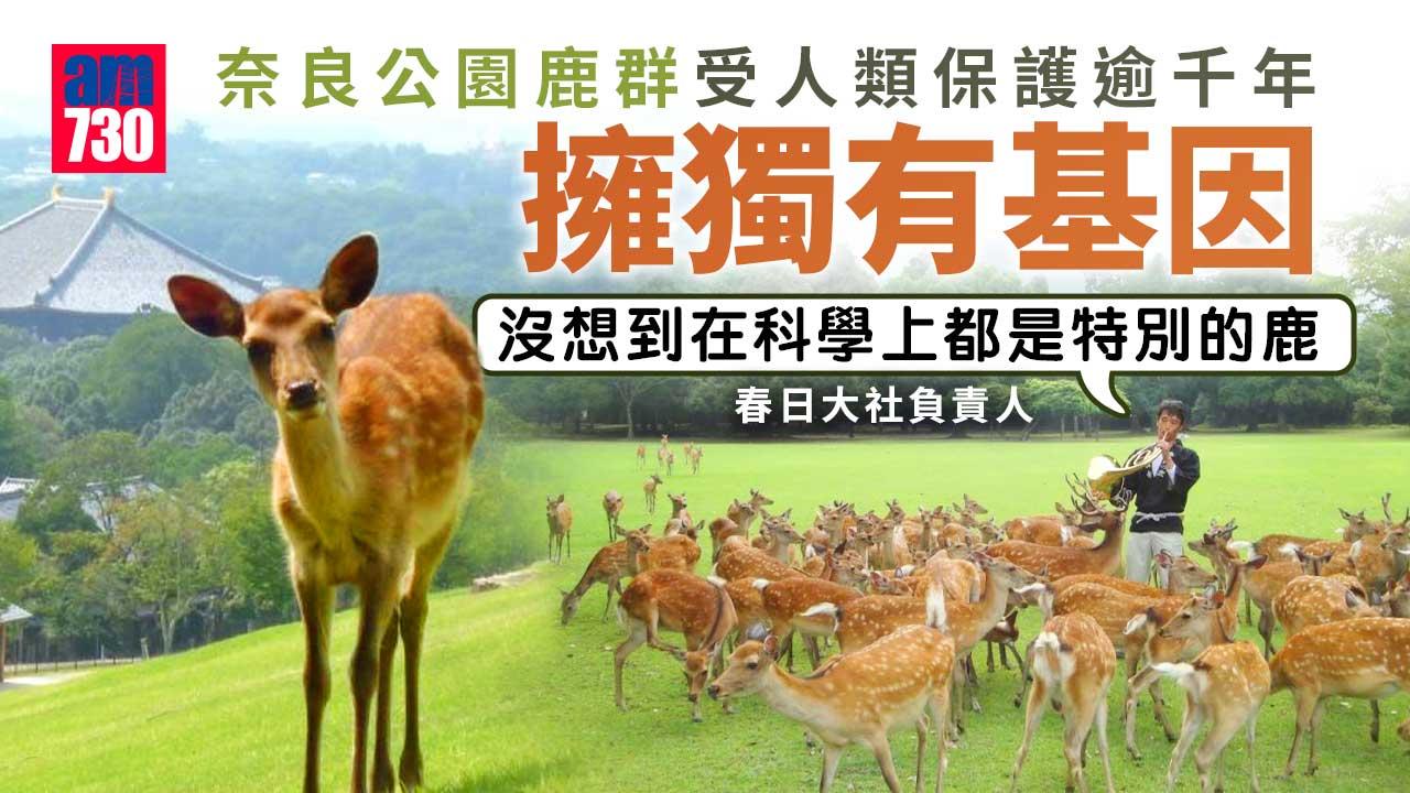 奈良公園鹿群受人類保護逾千年 擁獨有基因