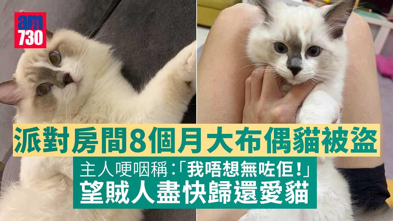 派對房間8個月大布偶貓被盗　主人盼歸還：唔想無咗佢