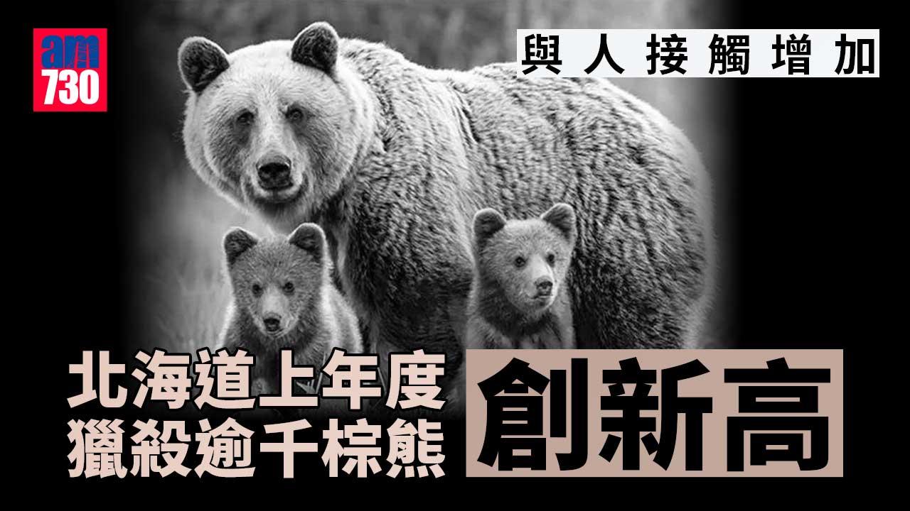 與人接觸增加　北海道上年度獵殺逾千棕熊創新高