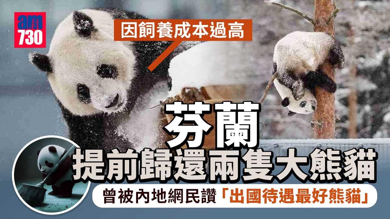 養唔起或提前歸還大熊貓「金寶寶」「華豹」　芬蘭外交部：相信中國會理解