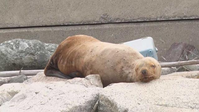 一頭海獅連日在羽田機場的海岸出現。(網上圖片)
