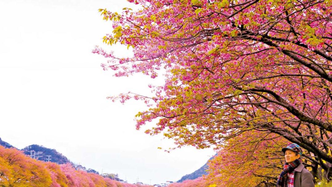日本櫻花最前線