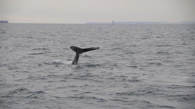 一頭座頭鯨在東京灣出現(海上保安廳圖片)