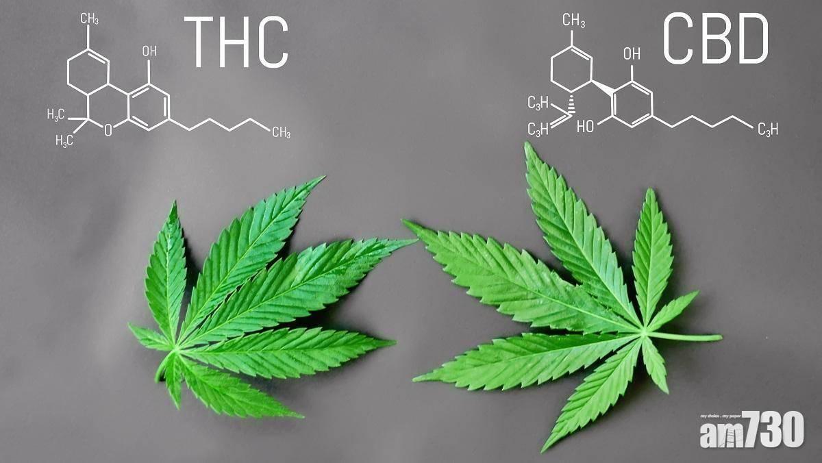 大麻二酚下周三起列危險藥物　海關提醒市民留意免誤墮法網