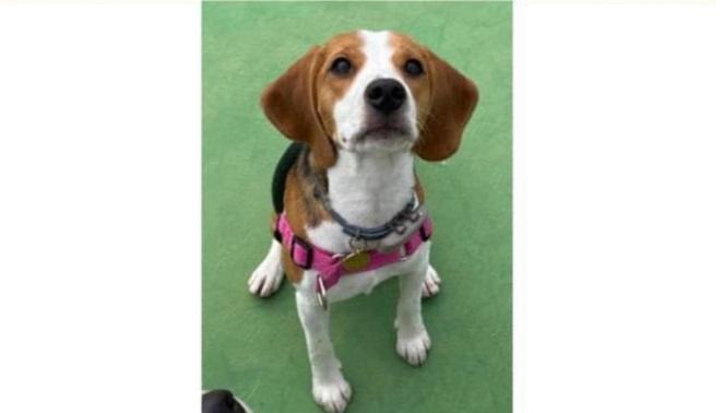 比高狗女年初二遭炮仗聲嚇驚走失6日，今午尋回。