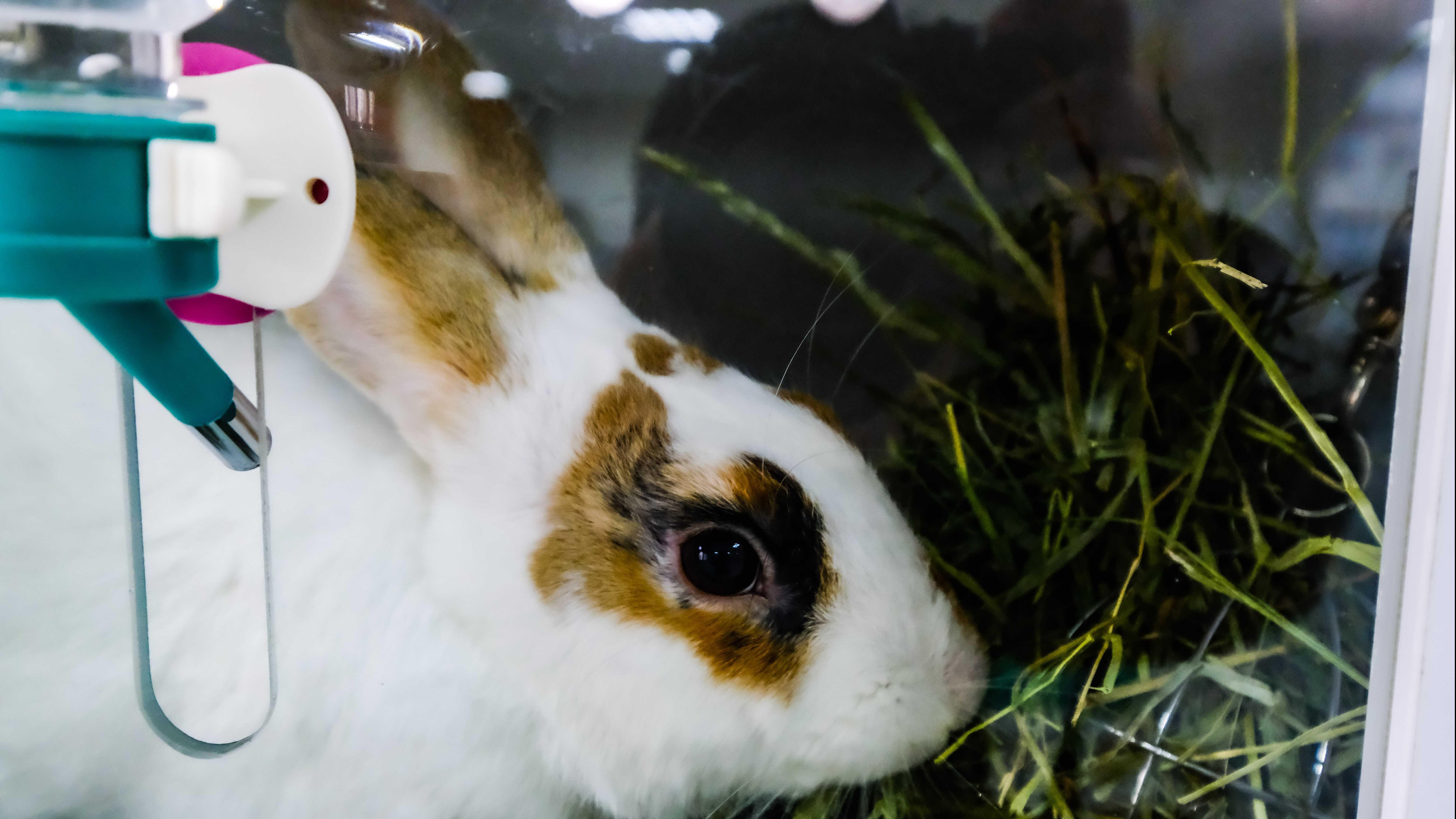 來年是癸卯兔年。