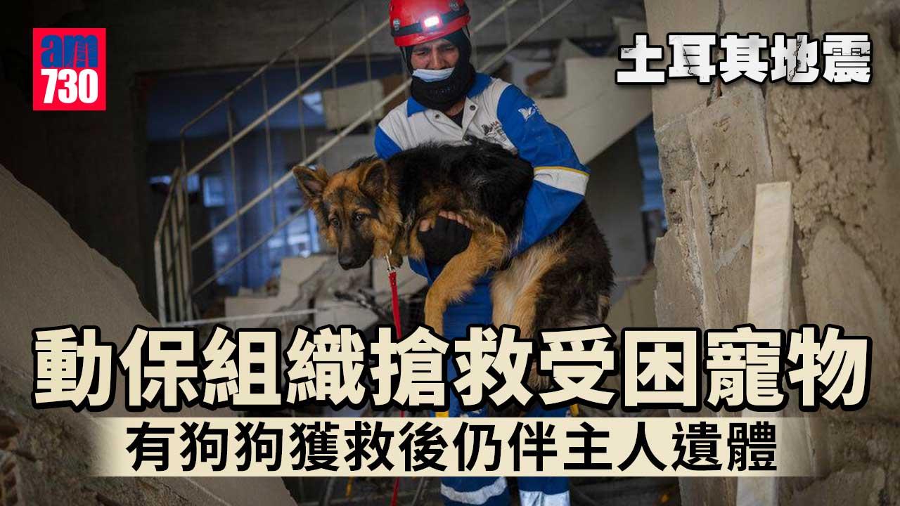 土耳其地震｜毛孩也是災民 動保組織搶救受困寵物：希望給牠們新生活(多圖)
