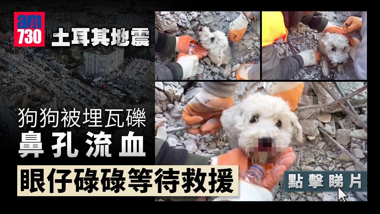 土耳其地震｜狗狗被埋瓦礫　鼻孔流血驚恐待救 (有片)