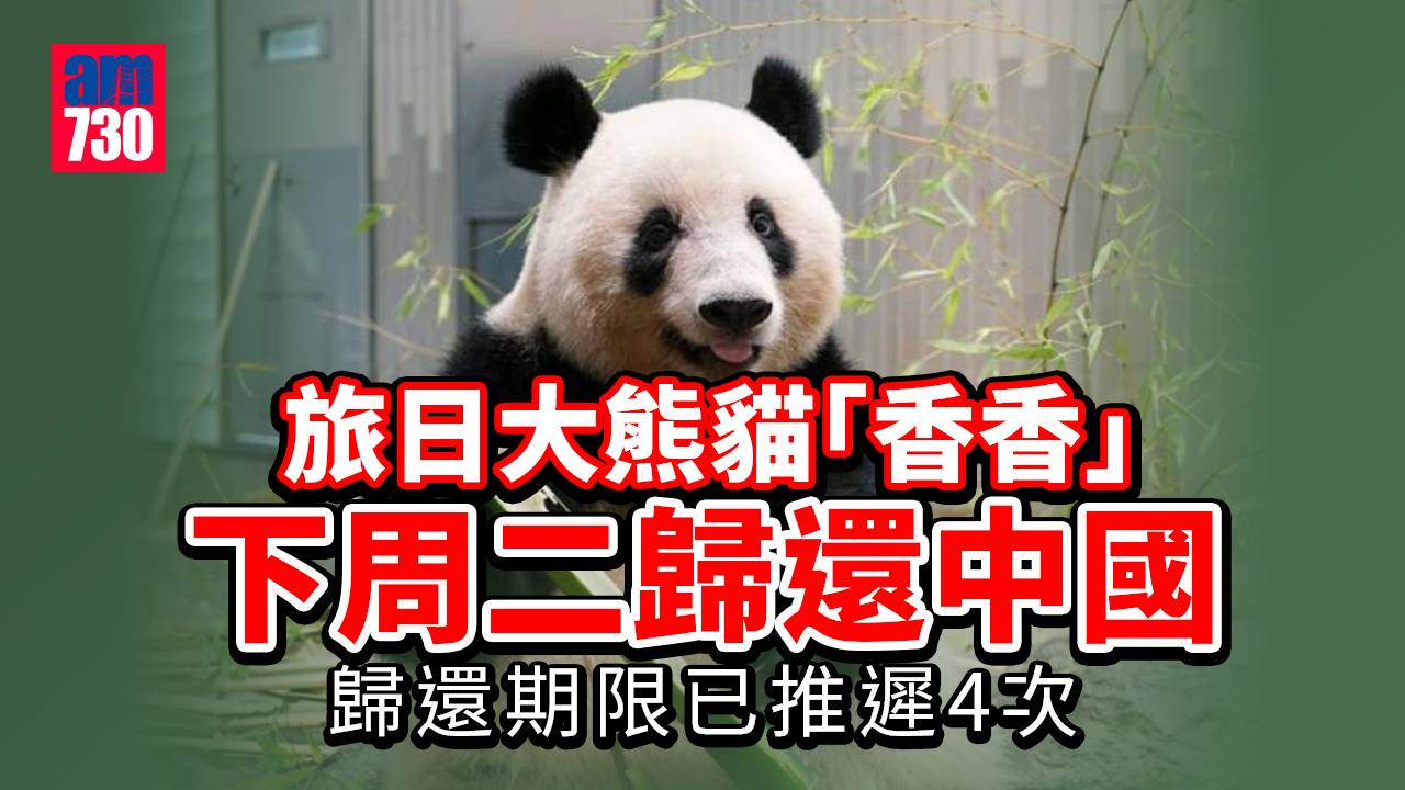 旅日雌性大熊貓「香香」下周二歸還中國